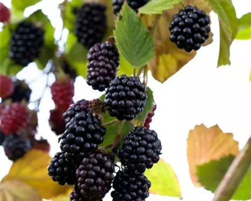 Rubus frut.'Navaho' -R- CAC Rubus frut.'Navaho' -R- CAC