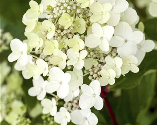 Hydrangea panic. 'Vanille-Fraise' -R- Hydrangea panic. 'Vanille-Fraise' -R-