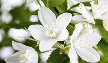 Zwerg-Maiblumenstrauch - reinweiß