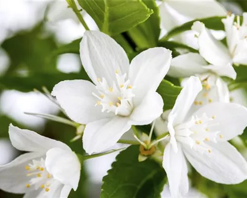 Deutzia gracilis Deutzia gracilis