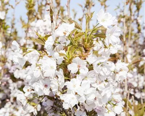 Prunus serrulata 'Amanogawa' Prunus serrulata 'Amanogawa'