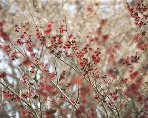 Hamamelis interm.'Diane'