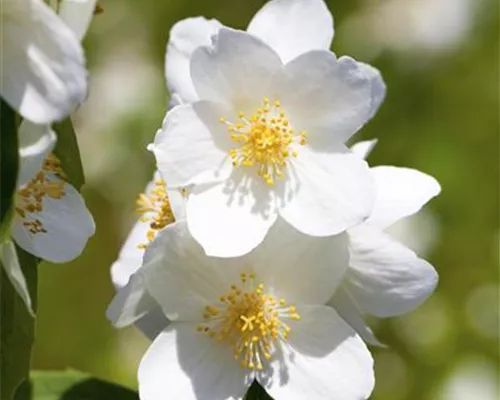 Philadelphus 'Belle Etoile' Philadelphus 'Belle Etoile'