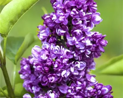 Syringa vulg.'Charles Joly' Syringa vulg.'Charles Joly'