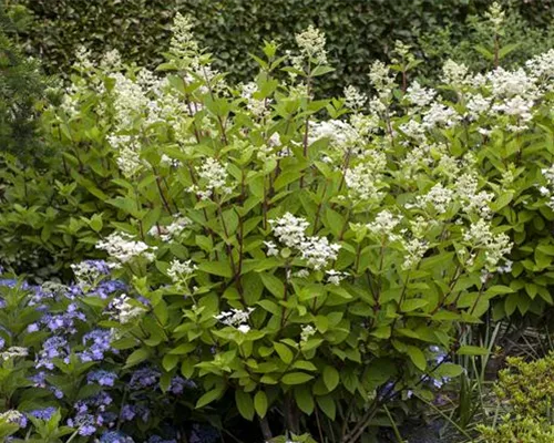 Hydrangea panic. 'Wim's Red' -S-