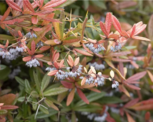 Berberis julianae