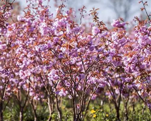 Prunus serrulata 'Kanzan' Prunus serrulata 'Kanzan'