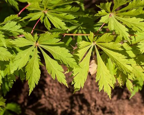 Acer japonicum 'Aconitifolium'