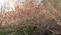 Zaubernuß, rot