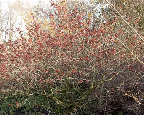 Hamamelis interm.'Feuerzauber' Hamamelis interm.'Feuerzauber'