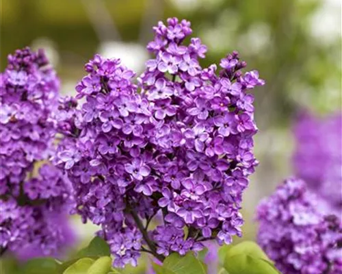 Syringa vulg.'Katharine Havemeyer'
