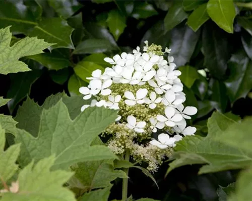 Hydrangea quercifolia Hydrangea quercifolia