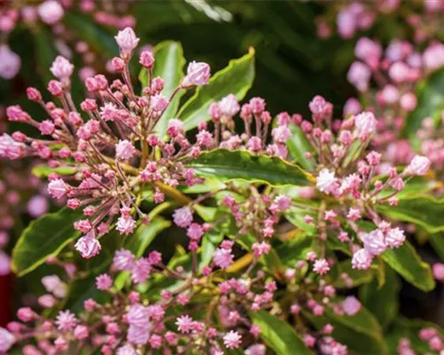 Kalmia latifolia 'Sorten' Kalmia latifolia 'Sorten'