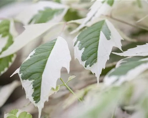 Acer negundo 'Flamingo'