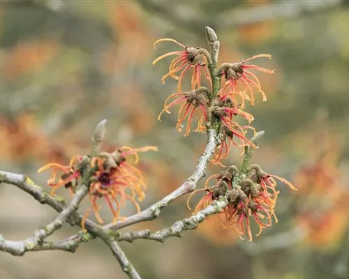 Hamamelis interm.'Jelena'
