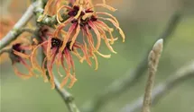 Orange Zaubernuß
