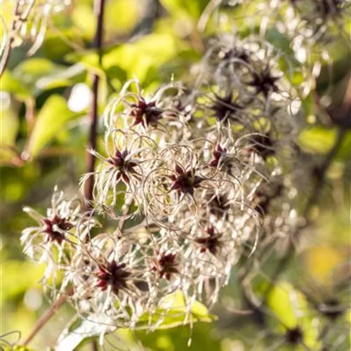 Clematis tangutica