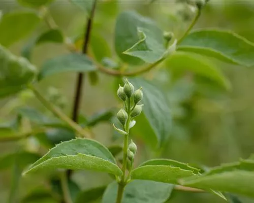 Philadelphus 'Schneesturm' Philadelphus 'Schneesturm'