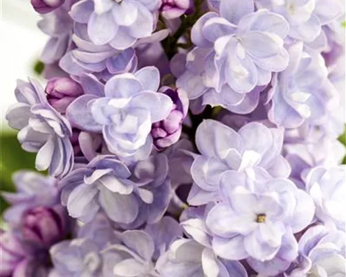 Syringa vulg.'Michel Buchner' Syringa vulg.'Michel Buchner'