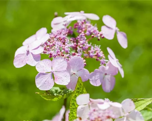 Hydrangea serrata 'Bluebird' Hydrangea serrata 'Bluebird'