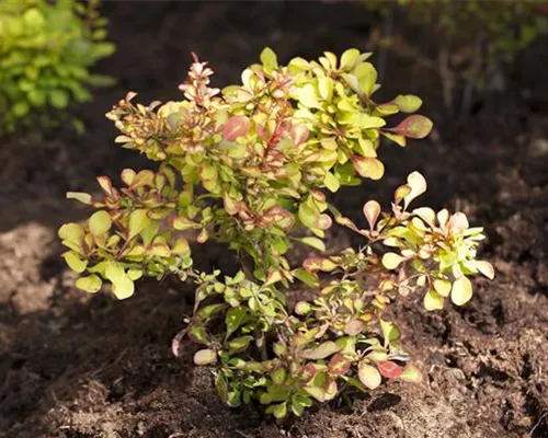 Berberis thunbergii Berberis thunbergii