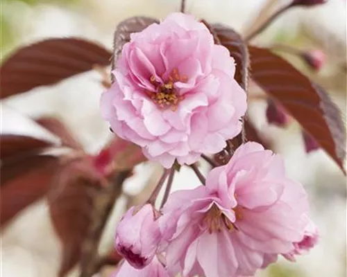 Prunus serrulata 'Royal Burgundy' Prunus serrulata 'Royal Burgundy'