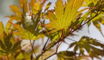 Japanischer Fächerahorn