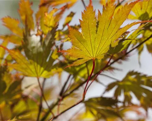 Acer palmatum