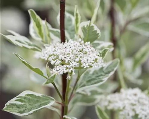 Cornus alba 'Elegantissima' Cornus alba 'Elegantissima'