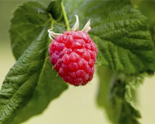 Rubus id.'Malling Promise' CAC I Rubus id.'Malling Promise' CAC I