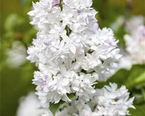 Syringa vulg.'Mme Lemoine' Syringa vulg.'Mme Lemoine'