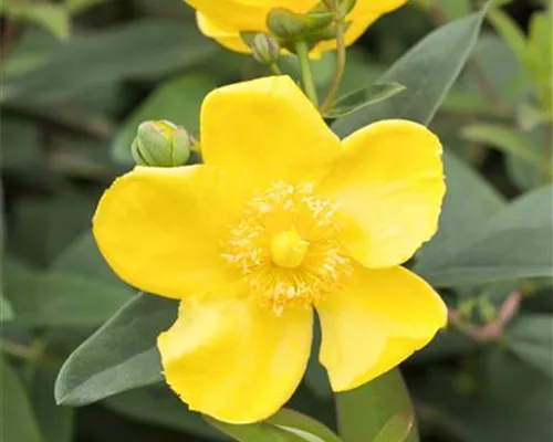 Hypericum 'Hidcote' Hypericum 'Hidcote'