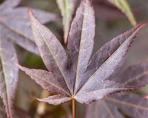 Acer palmatum 'Atropurpureum'