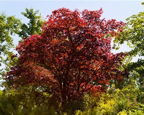 Acer palmatum 'Beni-maiko' Acer palmatum 'Beni-maiko'