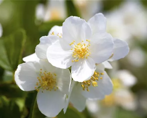 Philadelphus coronarius Philadelphus coronarius