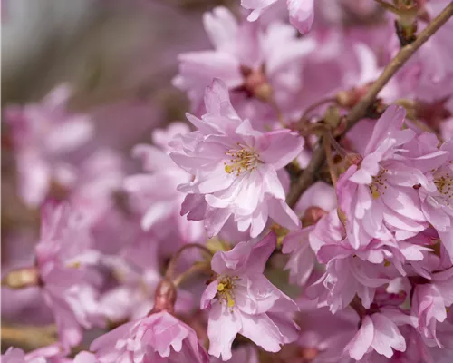 Prunus subhirtella 'Autumnalis' Prunus subhirtella 'Autumnalis'
