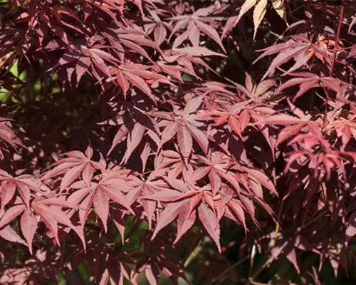 Acer palmatum 'Bloodgood'