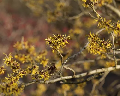 Hamamelis interm.'Westerstede'