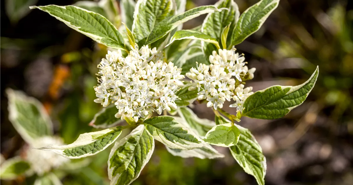 Cornus alba 'Sibirica Variegata' - Baumschule Teuffenbach