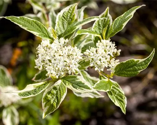 Cornus alba 'Sibirica Variegata' Cornus alba 'Sibirica Variegata'