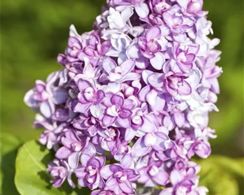 Syringa vulgaris