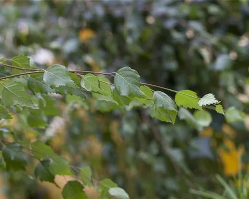 Betula utilis Doorenbos Betula utilis Doorenbos