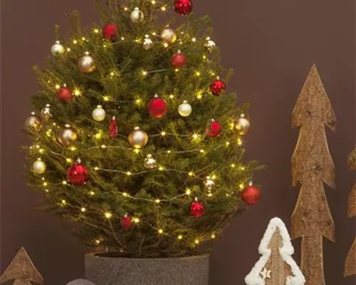 Picea abies Picea abies