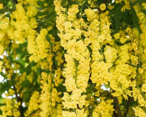 Laburnum watereri 'Vossii'