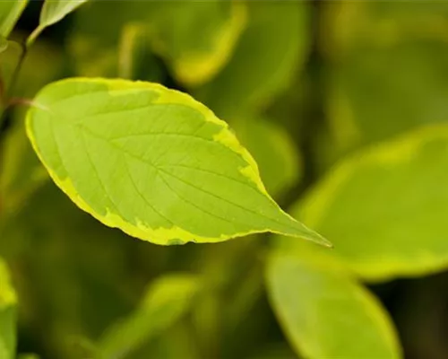 Cornus alba 'Spaethii' Cornus alba 'Spaethii'