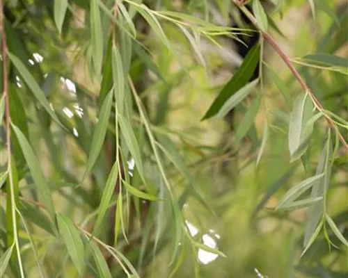 Salix alba 'Tristis' Salix alba 'Tristis'