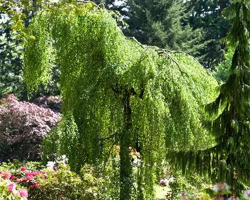 Betula pendula 'Youngii' Betula pendula 'Youngii'
