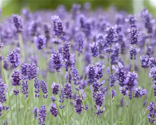 Lavandula angustifolia 'Hidcote Blue' Lavandula angustifolia 'Hidcote Blue'