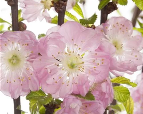 Prunus triloba Prunus triloba