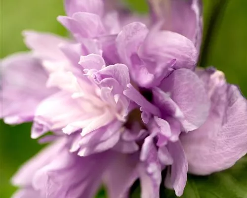 Hibiscus syriacus 'Ardens' Hibiscus syriacus 'Ardens'